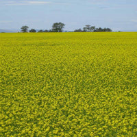 Mustard Biofumigant Caliente119 Seeds