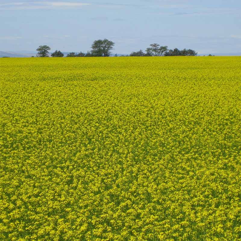 Mustard Biofumigant Caliente119 Seeds