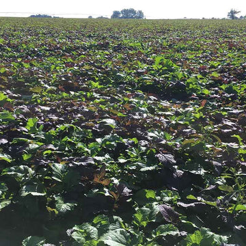 Green Biofumigant Caliente Rojo / Nemat Blend Seed