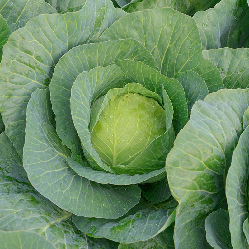 Cabbage Bellicose F1 Seed – Harris Seeds