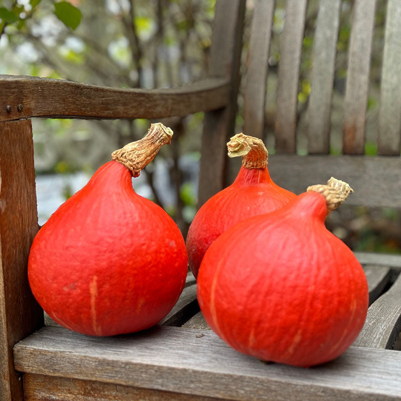 Squash Red Kuri Seed – Harris Seeds