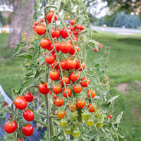 Tomato Tutti Frutti Cherry Baby Red F1 Seed