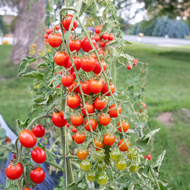 Tomato Tutti Frutti Cherry Baby Red F1 Seed