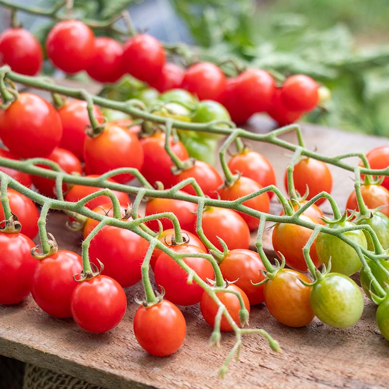 Tomato Tutti Frutti Cherry Baby Red F1 Seed