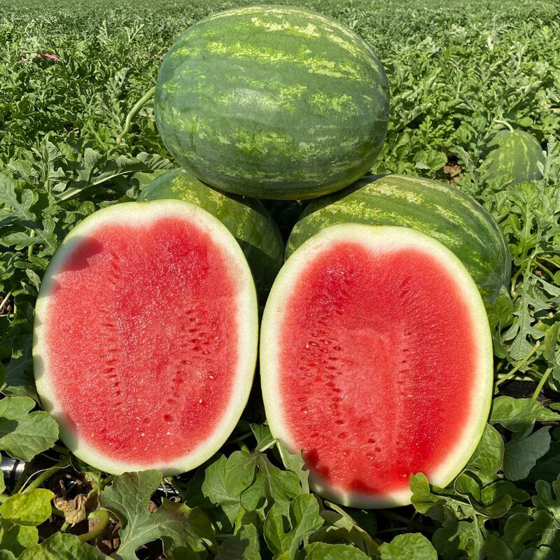 Watermelon Honeycutt F1 Seed