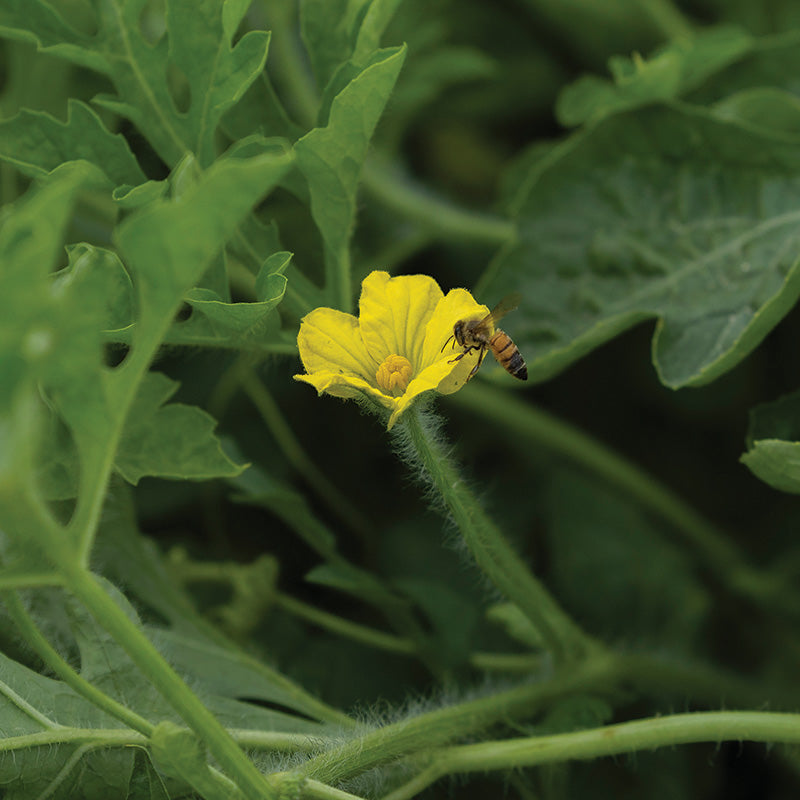 Watermelon Chaperone F1 Seed