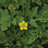 Watermelon Chaperone F1 Seed