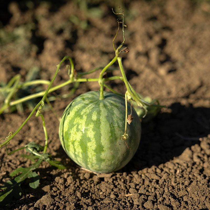 Watermelon Chaperone F1 Seed