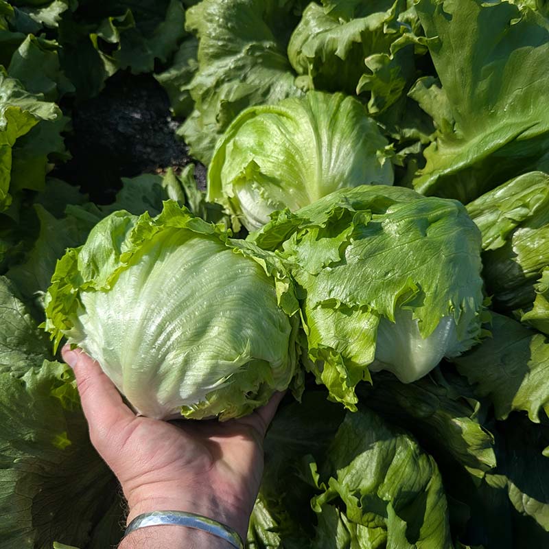 Lettuce Eliminator Seed