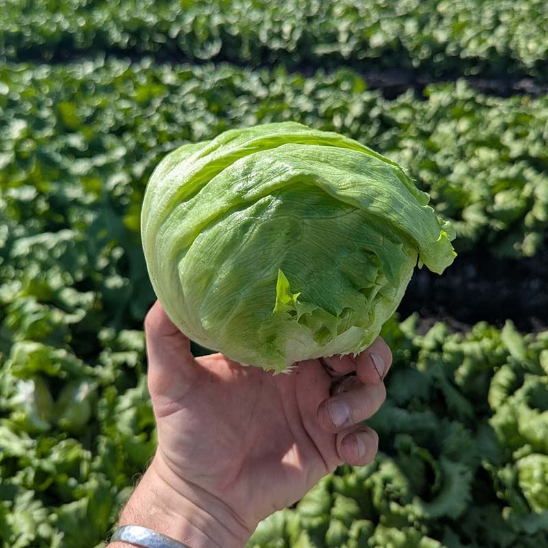 Lettuce Tracker Seed