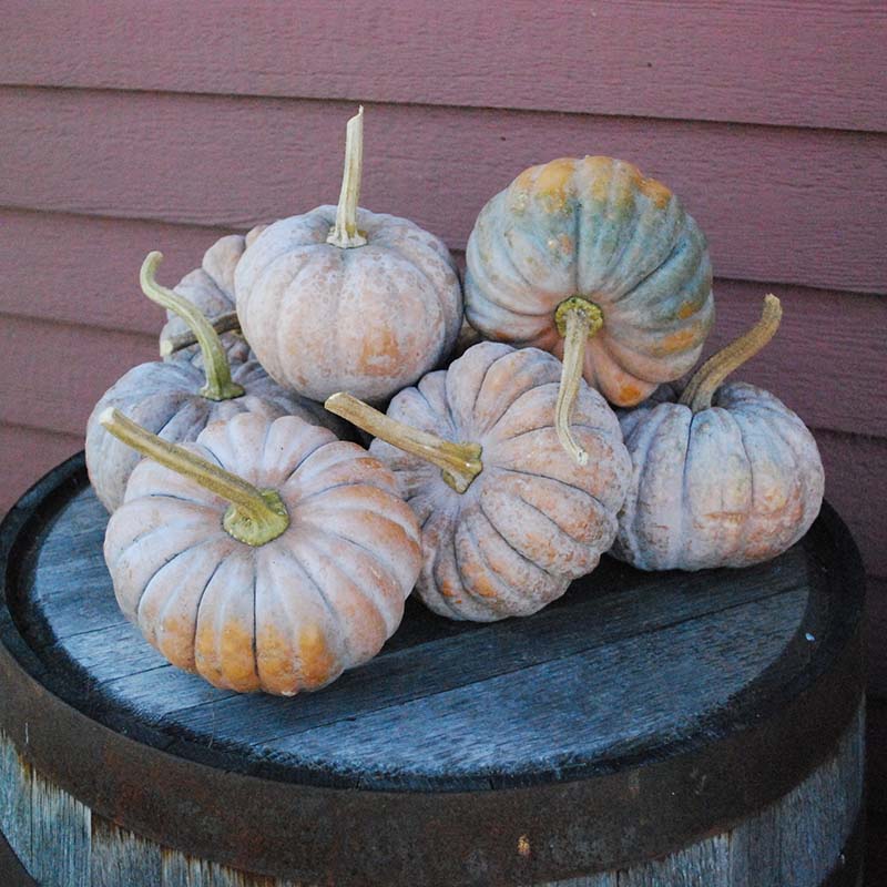 Pumpkin Black Futsu Seed