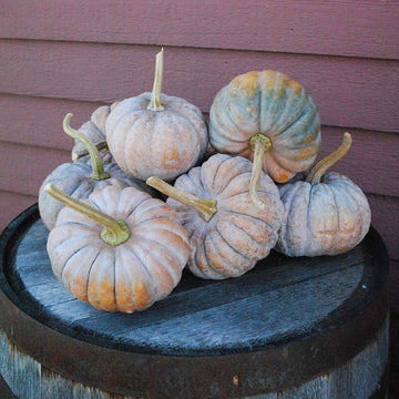 Pumpkin Black Futsu Seed