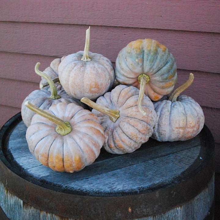 pumpkin seed planter plates Jang TD-1 Pumpkin Seed Plate – Harris Seeds