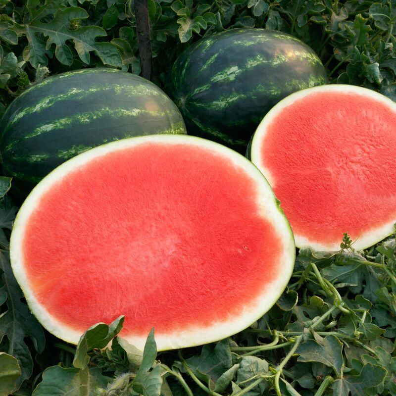 Watermelon Miramonte F1 Seed