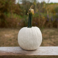 Pumpkin Avalanche F1 Seed