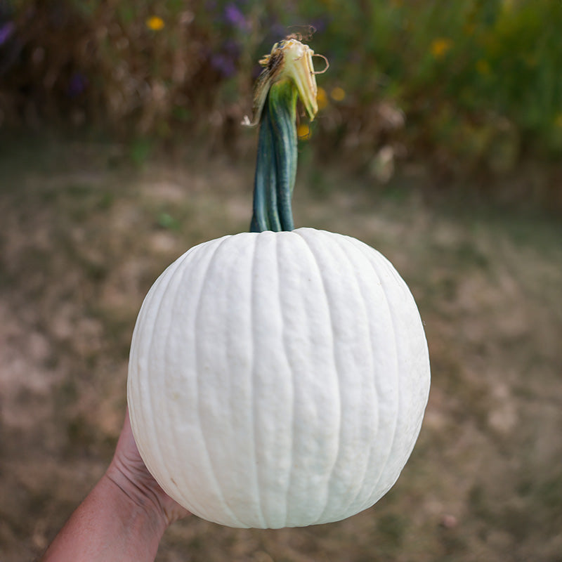 Pumpkin Avalanche F1 Seed