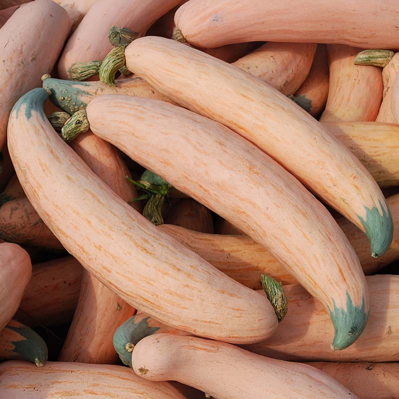 Squash North Georgia Candy Roaster Seed
