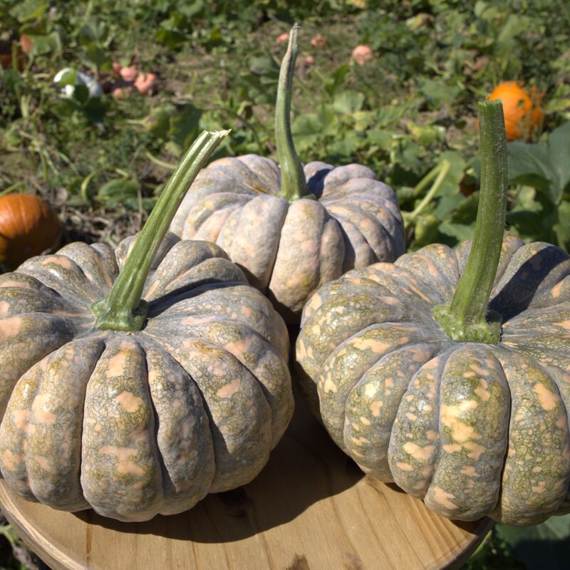 Squash Kai Kai F1 Seed