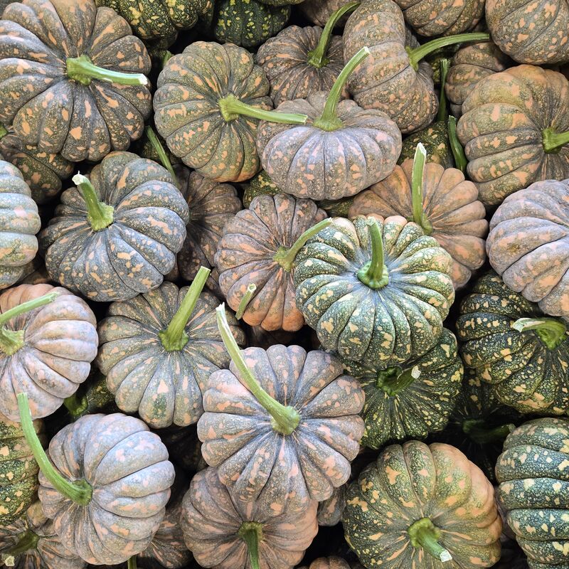 Squash Kai Kai F1 Seed