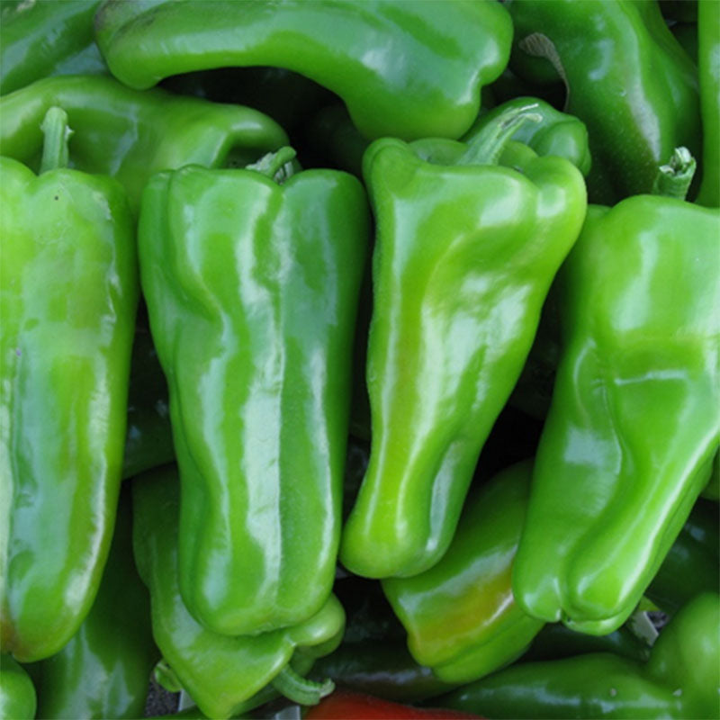 Pepper Exuma F1 Seed