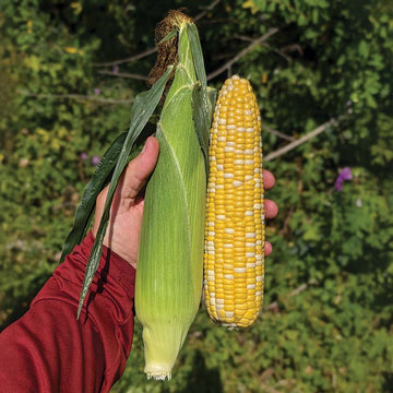 Sweet Corn M3 F1 Seed