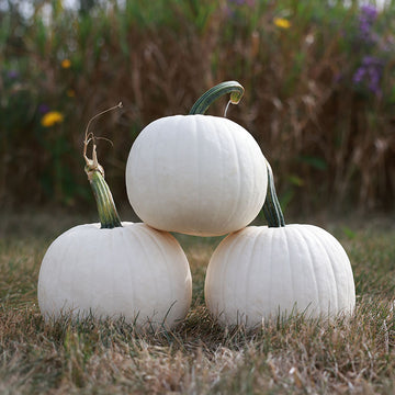 Pumpkin Ghost Town F1 Seed