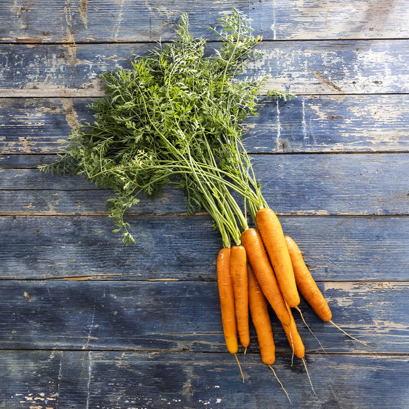 Carrot Tentacion F1 Seed
