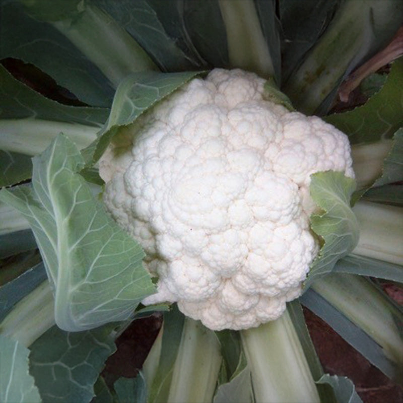 Cauliflower C5063 F1 Seed