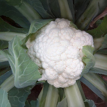 Cauliflower C5063 F1 Seed
