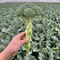 Broccoli Hijack F1 Seed