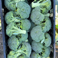 Broccoli Hijack F1 Seed