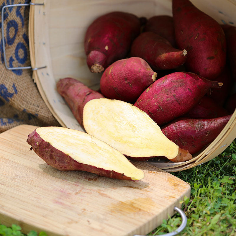 Sweet Potato Murasaki Live Plants