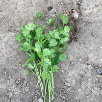 Cilantro Caribe Seed