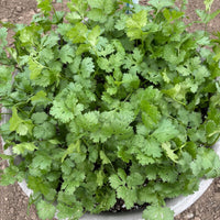 Cilantro Caribe Seed