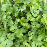 Cilantro Caribe Seed