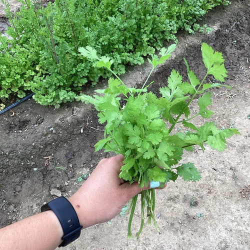 Cilantro Caribe Seed