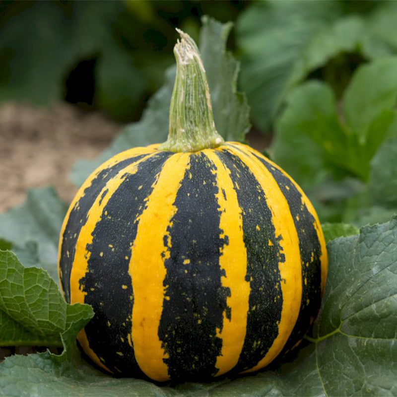 Pumpkin HoneyBee F1 Seed
