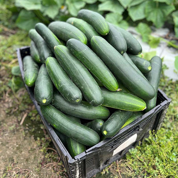 Cucumber Samurai 252 F1 Seed