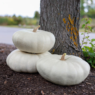 Pumpkin Star 7001 F1 Seed
