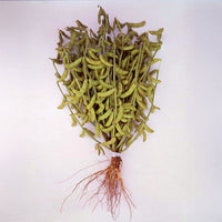 Bean Edamame Karikachi No. 3 Seed