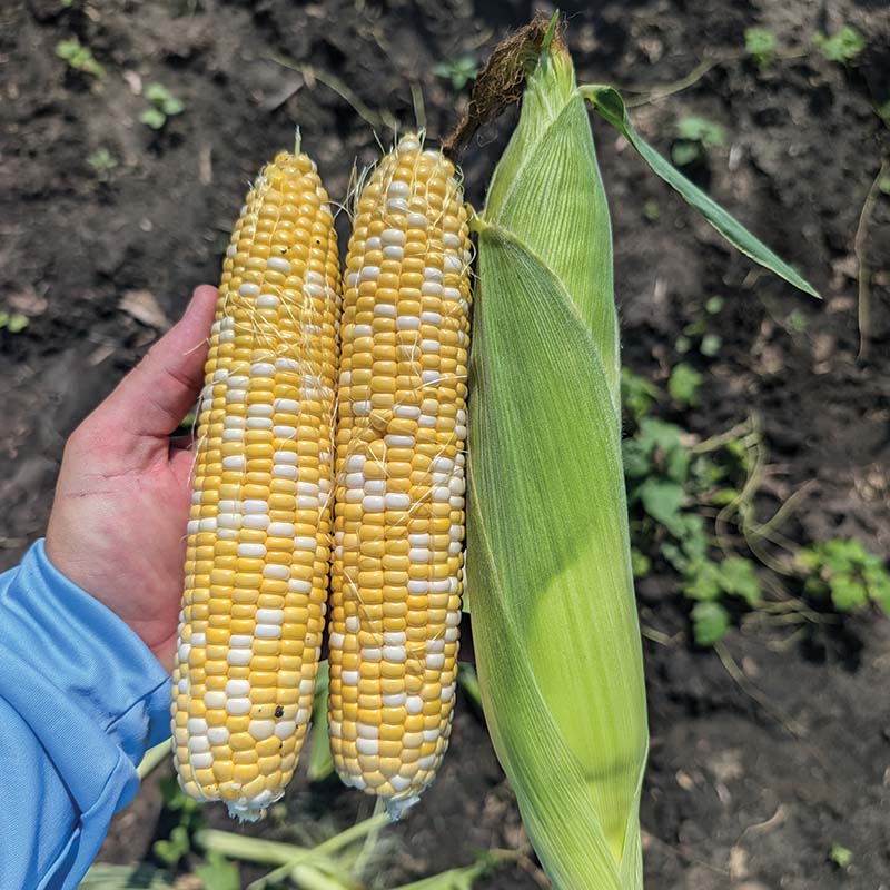 Sweet Corn Midnight F1 Seed