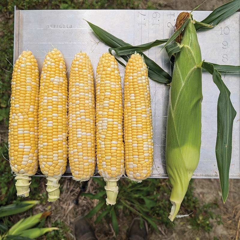 Sweet Corn Midnight F1 Seed