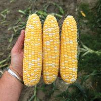 Sweet Corn Midnight F1 Seed