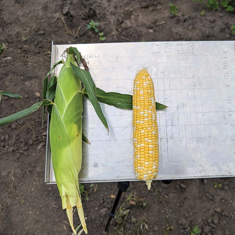 Sweet Corn Midnight F1 Seed