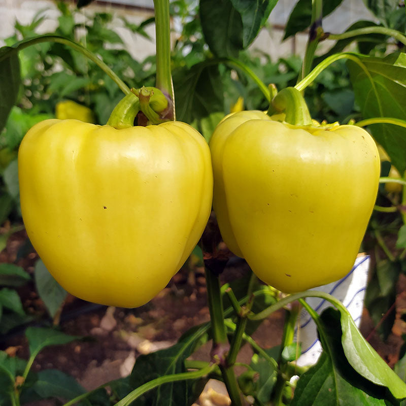 silverado herbicide Pepper Silverado F1 Seed RAW / 1,000 seeds / UNTREATED