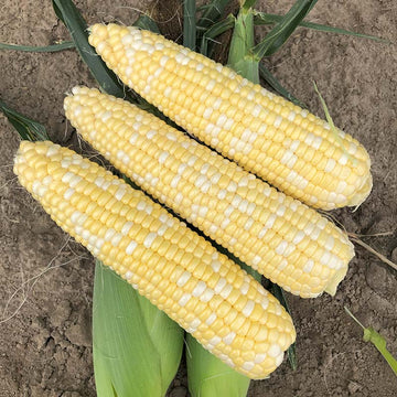 Sweet Corn Golden Gem F1 Seed