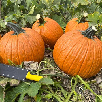 Pumpkin Galactica F1 Seed