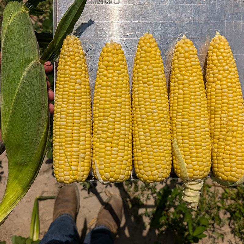 Sweet Corn GSH3005Y F1 Seed