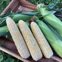 Sweet Corn GSH4010BC F1 Seed