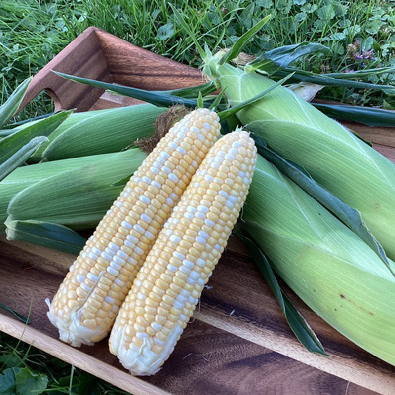 Sweet Corn GSH4010BC F1 Seed